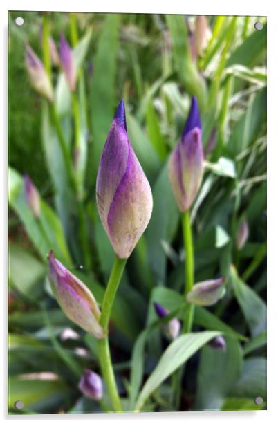 purple buds Acrylic by Marinela Feier