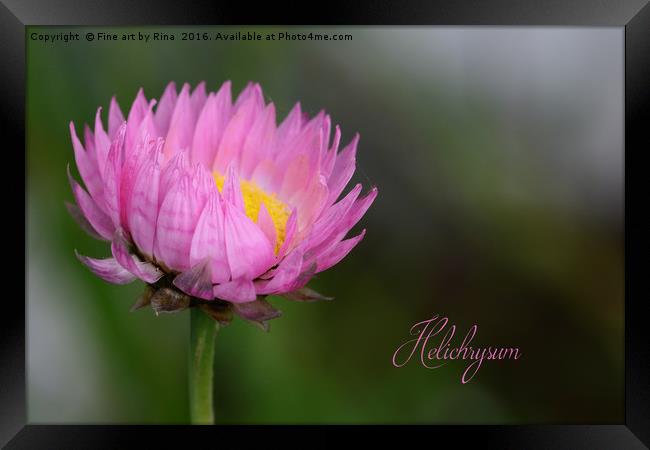 Pink Helichrysum Framed Print by Fine art by Rina