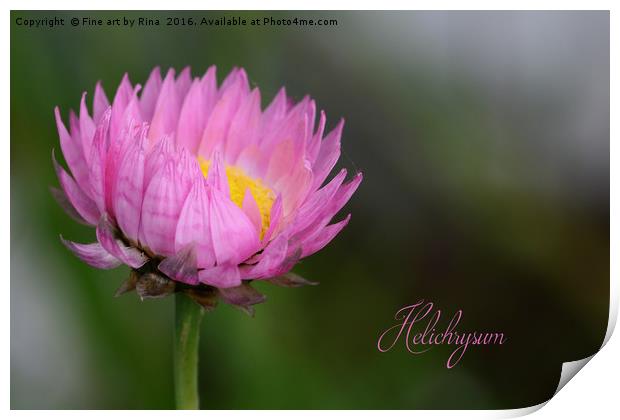 Pink Helichrysum Print by Fine art by Rina