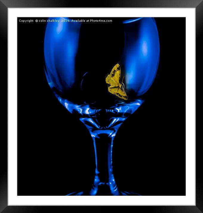 Moth on a Wine Glass Framed Mounted Print by colin chalkley