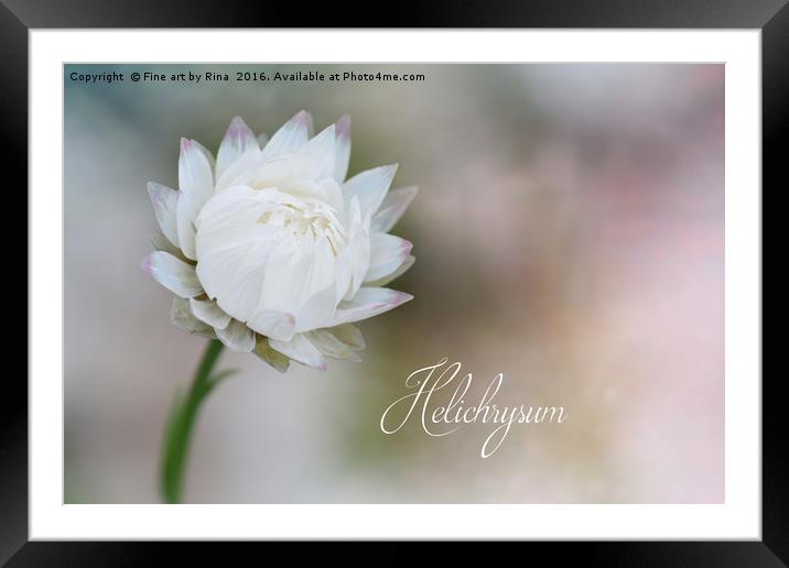 White Helichrysum Framed Mounted Print by Fine art by Rina