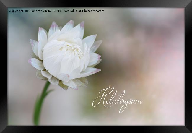 White Helichrysum Framed Print by Fine art by Rina