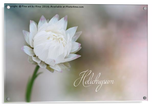 White Helichrysum Acrylic by Fine art by Rina