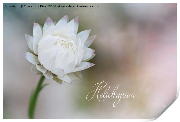 White Helichrysum Print by Fine art by Rina
