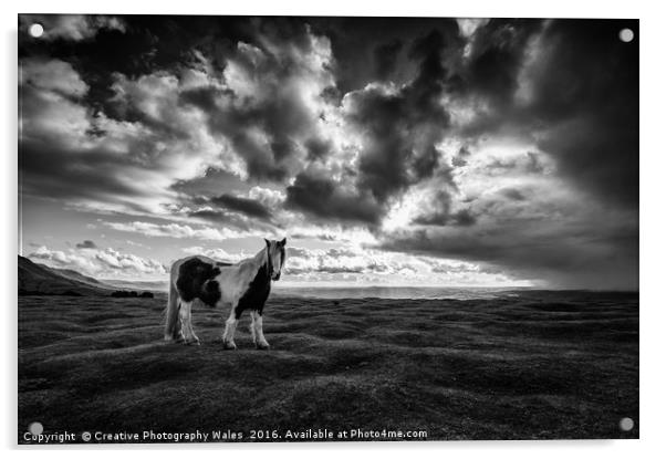 Black Mountain Ponies at Hay Bluff Acrylic by Creative Photography Wales