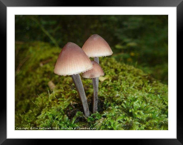                                Mushrooms  Framed Mounted Print by Kim McDonell