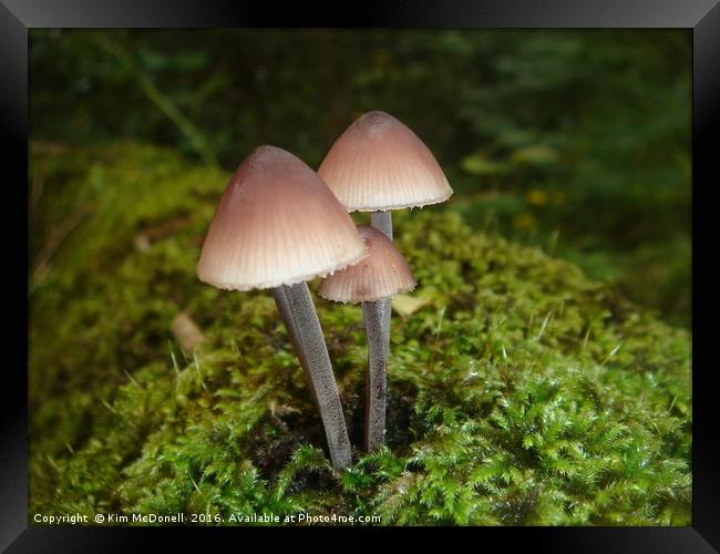                                Mushrooms  Framed Print by Kim McDonell