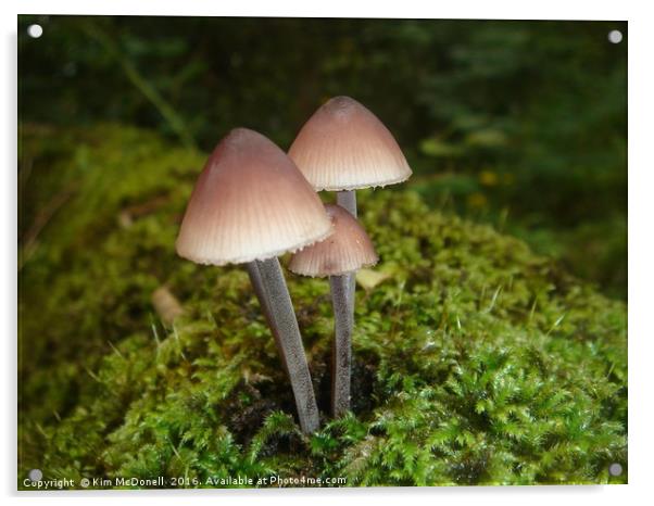                                Mushrooms  Acrylic by Kim McDonell