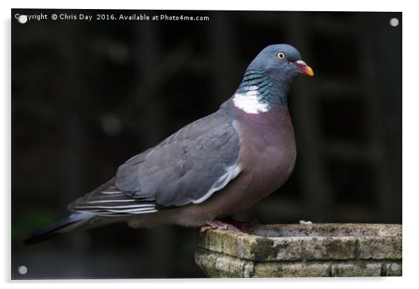 Woodpigeon Acrylic by Chris Day