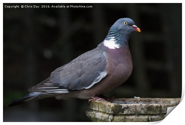 Woodpigeon Print by Chris Day