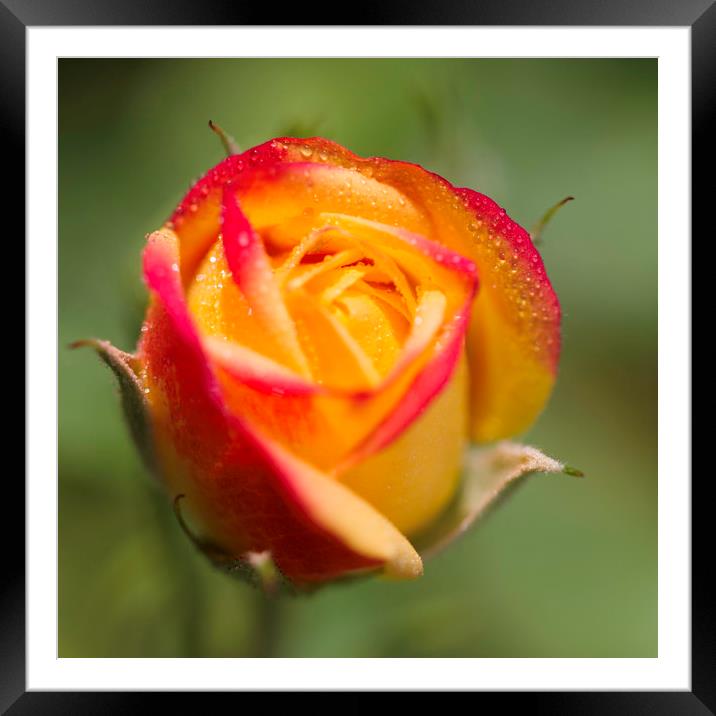 Rose bud with dew Framed Mounted Print by Iain Leadley