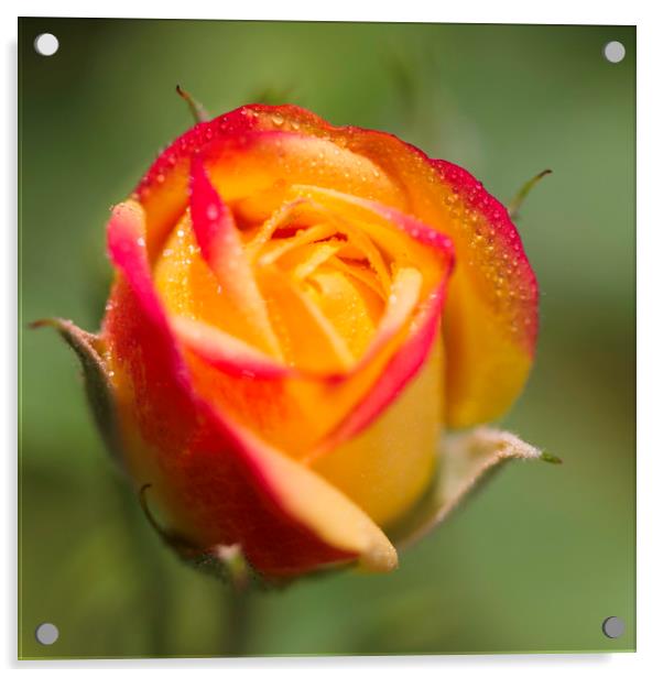 Rose bud with dew Acrylic by Iain Leadley