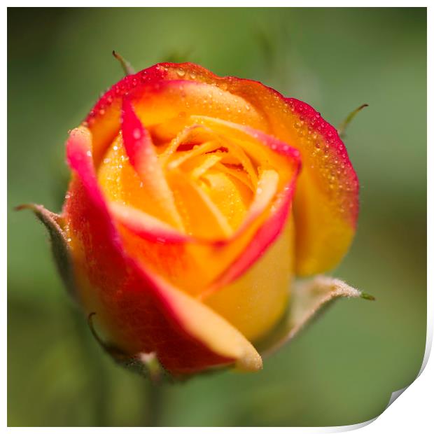 Rose bud with dew Print by Iain Leadley
