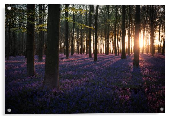 Kingswood Bluebells Sunrise Acrylic by Ian Hufton