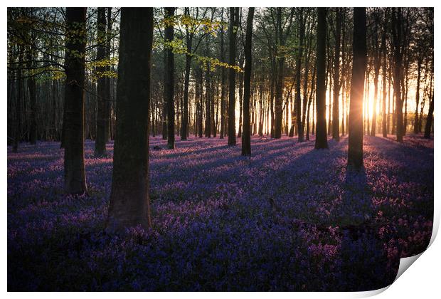Kingswood Bluebells Sunrise Print by Ian Hufton