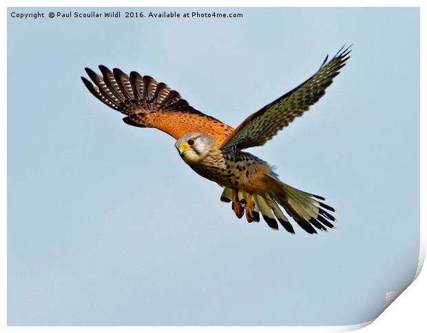 Male Kestrel in the wind. Print by Paul Scoullar