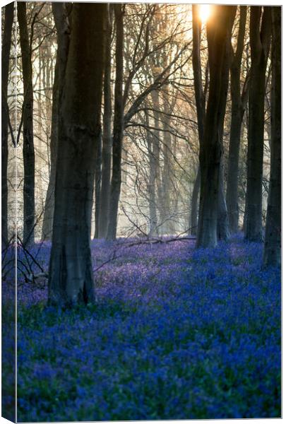 Micheldever Bluebells Sunrise Canvas Print by Kevin Browne