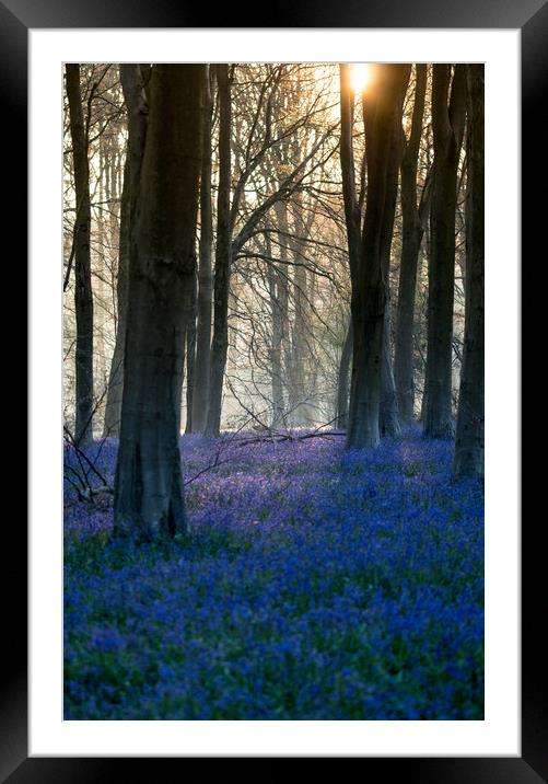 Micheldever Bluebells Sunrise Framed Mounted Print by Kevin Browne