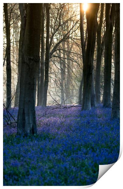 Micheldever Bluebells Sunrise Print by Kevin Browne