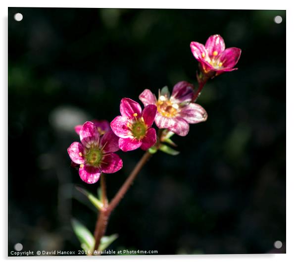 Saxifraga in bloom Acrylic by David Hancox