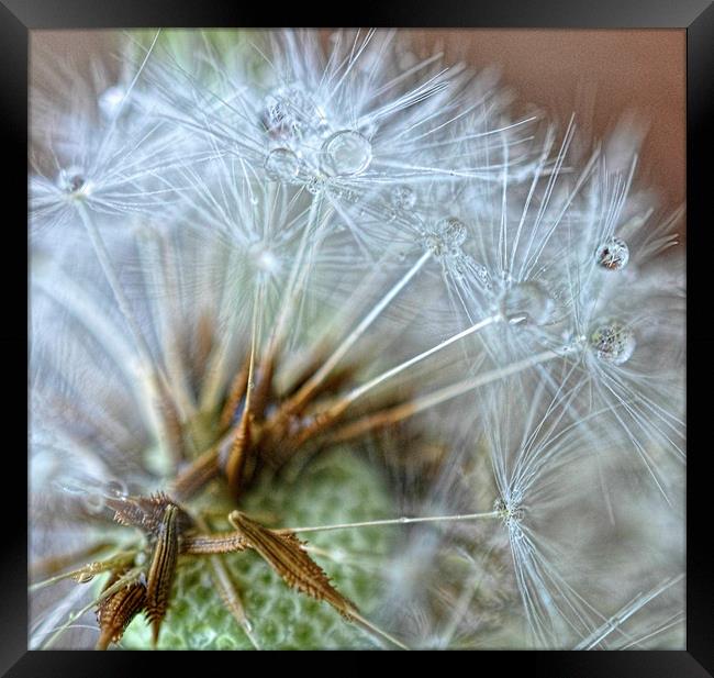 seeds Framed Print by sue davies