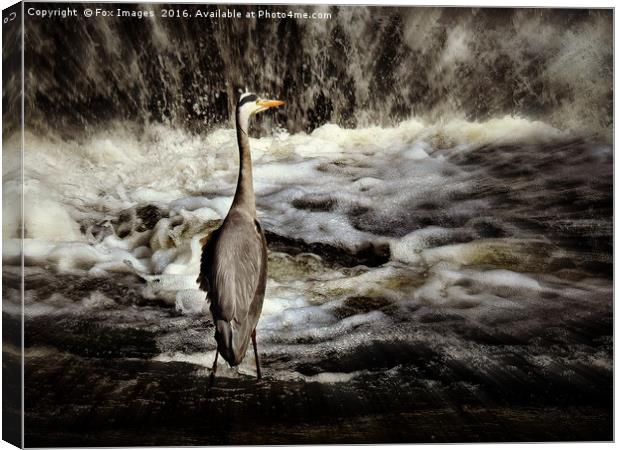Grey heron Canvas Print by Derrick Fox Lomax