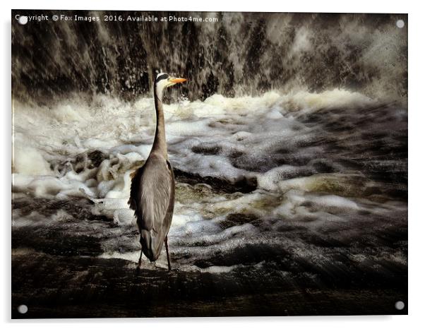 Grey heron Acrylic by Derrick Fox Lomax