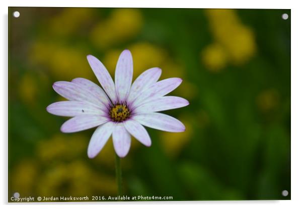 Light purple daisy  Acrylic by Jordan Hawksworth