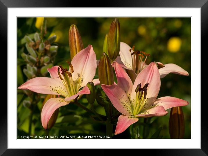 Summer Blooms Framed Mounted Print by David Hancox