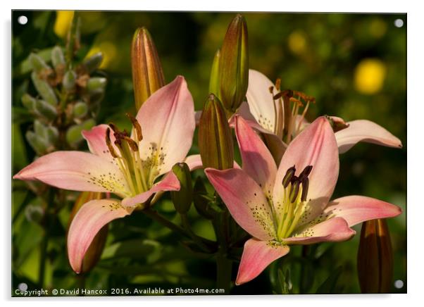 Summer Blooms Acrylic by David Hancox