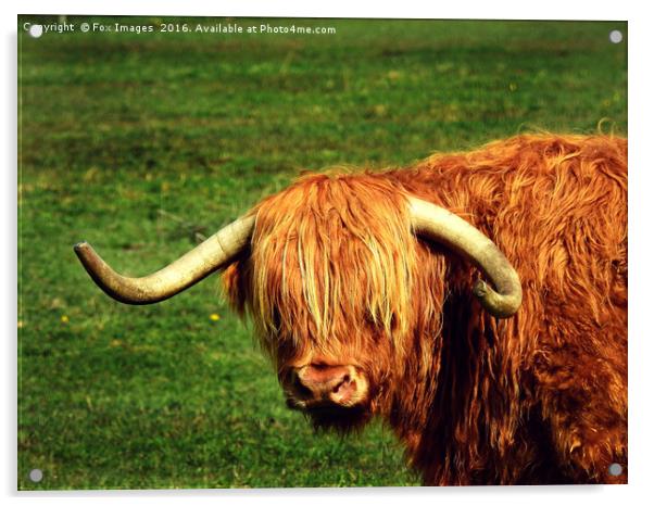 Longhorn highland cattle Acrylic by Derrick Fox Lomax