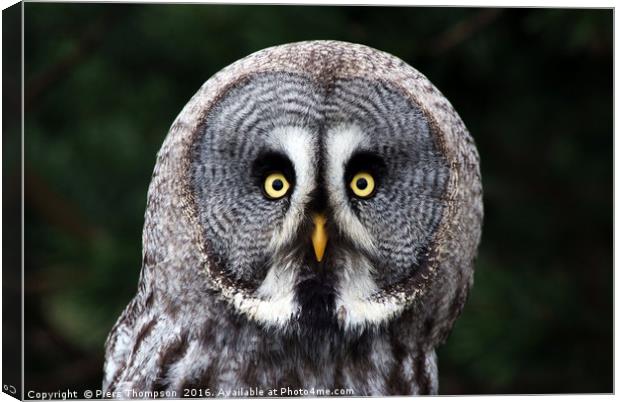 Closeup of the Great Grey Owl Canvas Print by Piers Thompson