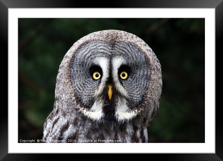 Closeup of the Great Grey Owl Framed Mounted Print by Piers Thompson