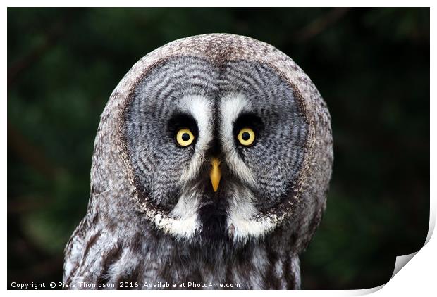 Closeup of the Great Grey Owl Print by Piers Thompson