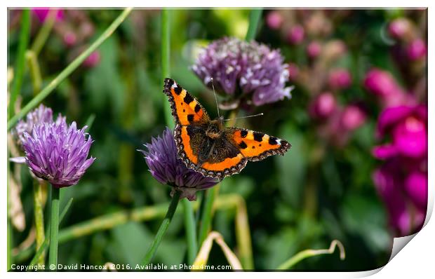 Butterfly on Chives Print by David Hancox