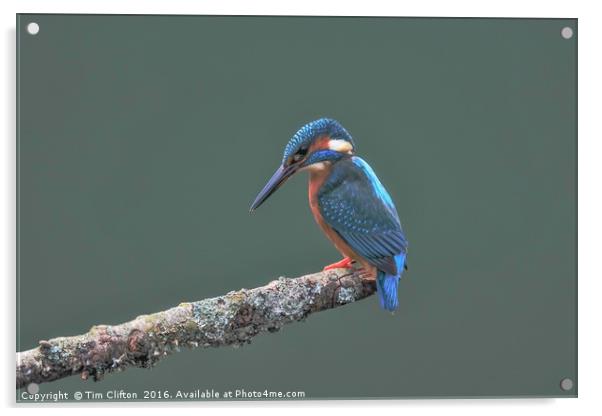 The Kingfisher Acrylic by Tim Clifton
