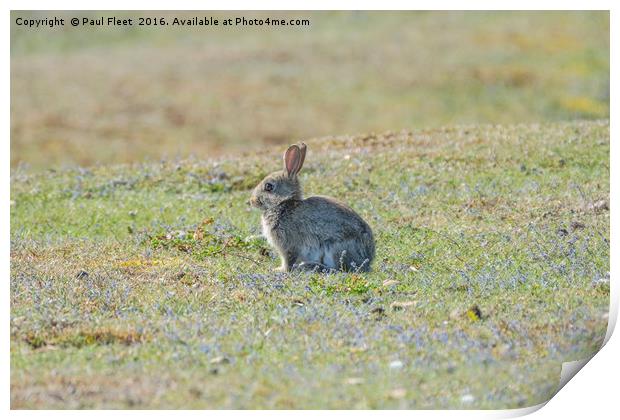 Little Grey Rabbit Print by Paul Fleet