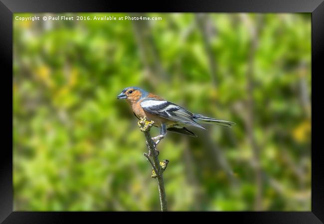 Chaffinch Perched on a Branch Framed Print by Paul Fleet