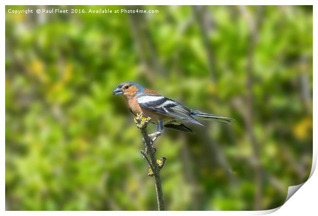 Chaffinch Perched on a Branch Print by Paul Fleet