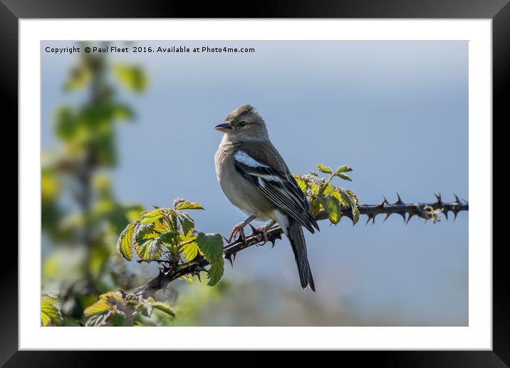 Chaffinch Perched on Bramble Framed Mounted Print by Paul Fleet