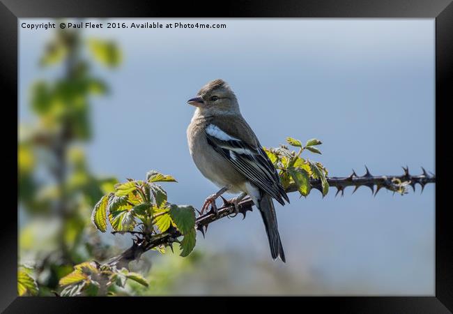 Chaffinch Perched on Bramble Framed Print by Paul Fleet