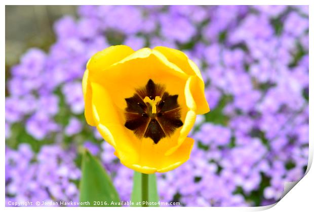 Yellow Tulip with purple floral background Print by Jordan Hawksworth