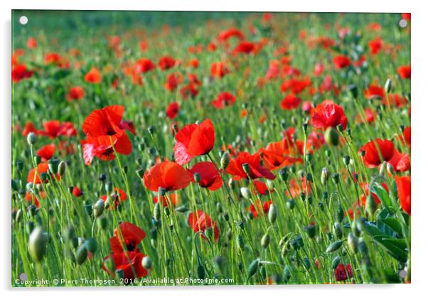 Poppy field Acrylic by Piers Thompson