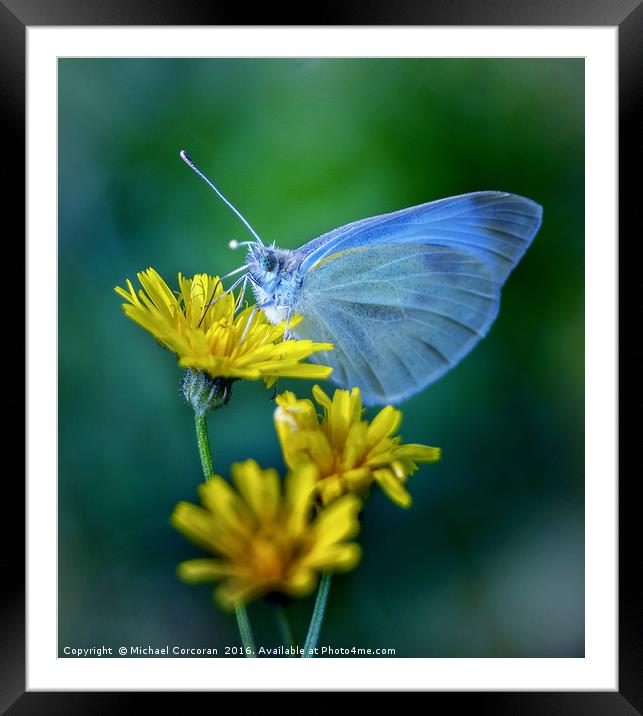Blue On Yellow Framed Mounted Print by Michael Corcoran
