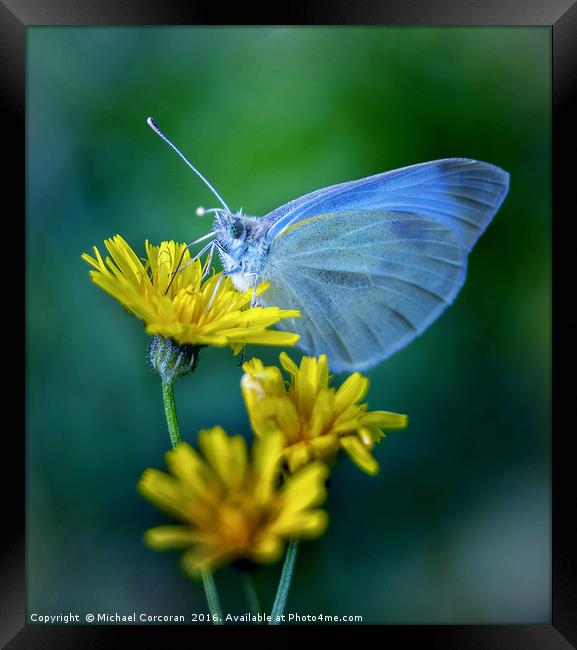 Blue On Yellow Framed Print by Michael Corcoran