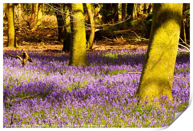 Bluebell Woods Print by Paul Chambers