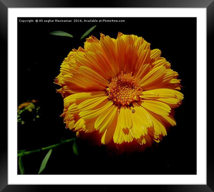 Spring flower, Framed Mounted Print by Ali asghar Mazinanian
