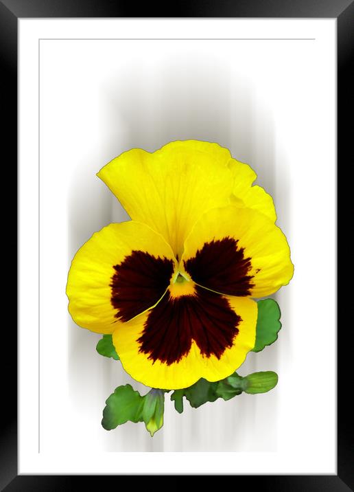 burgundy yellow pansy Framed Mounted Print by Marinela Feier