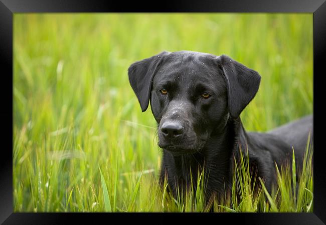 Amoung the Corn Framed Print by Simon Wrigglesworth