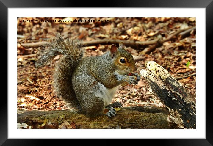 Grey squirell Framed Mounted Print by Derrick Fox Lomax